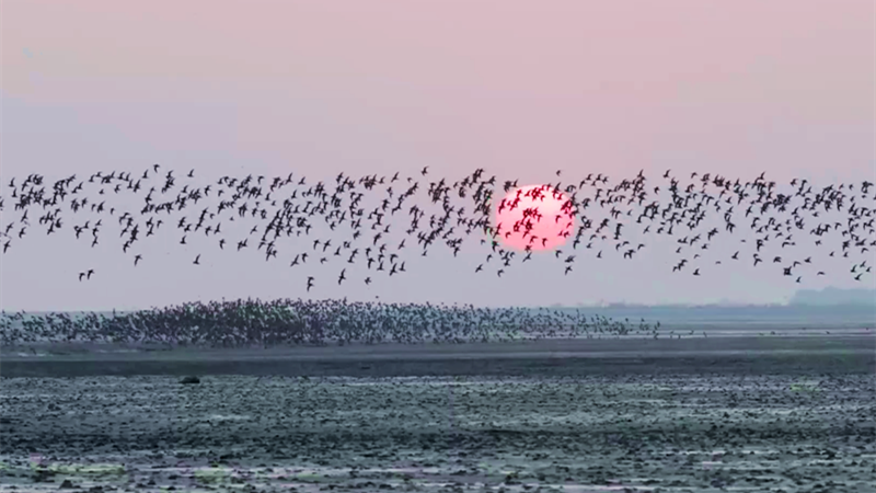 百万只候鸟飞临鸭绿江口湿地