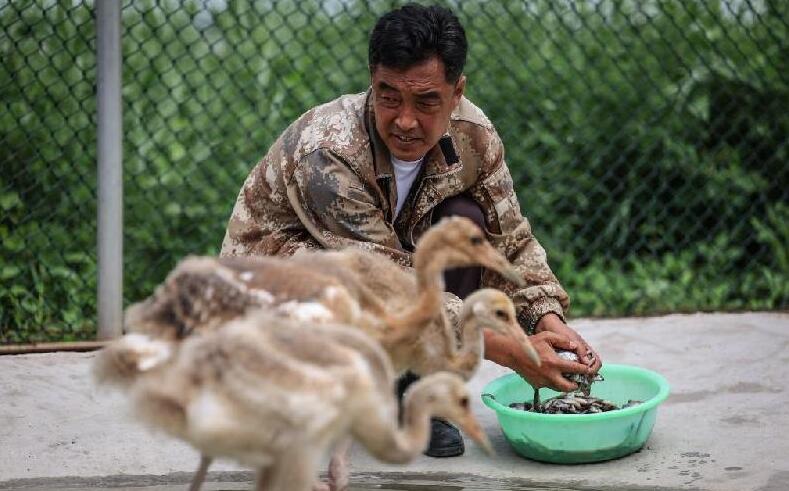 中国故事|苇海深处养鹤人